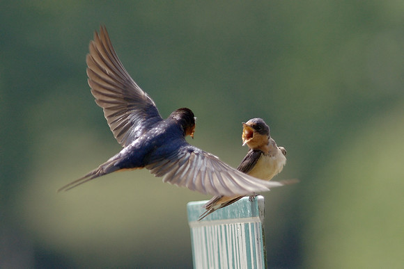 Barn Swallows fighting