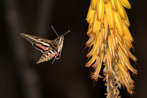 White-lined Sphynx Hummingbird Moth