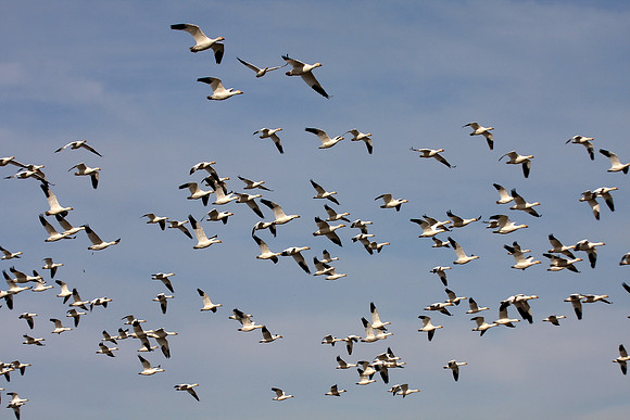 Snow Geese en masse