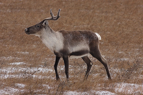 caribou