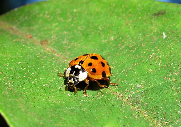 Ladybug