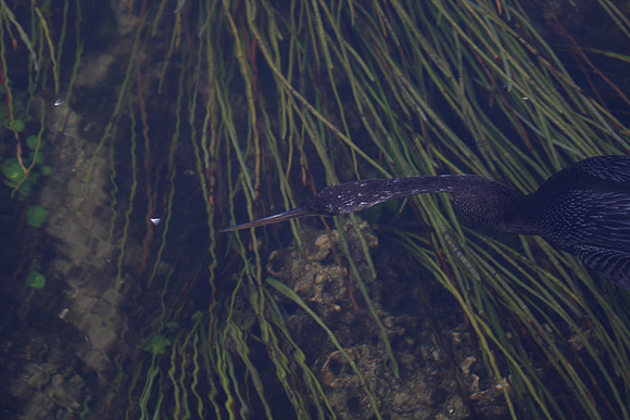 Anhinga