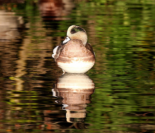 American Wigeon