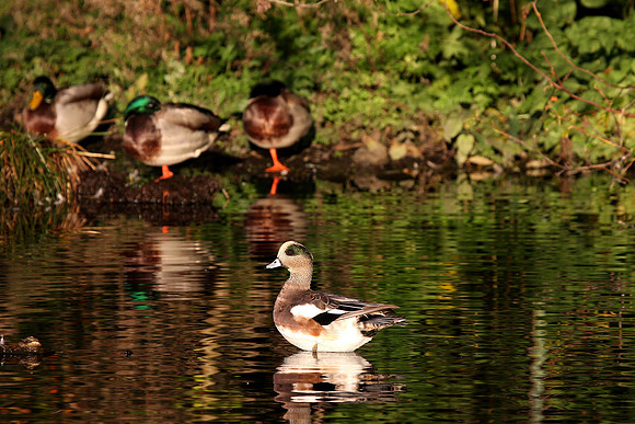 American Wigeon