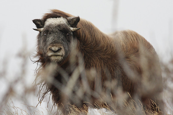 Muskox