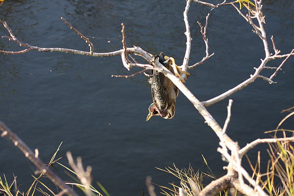 Green Heron