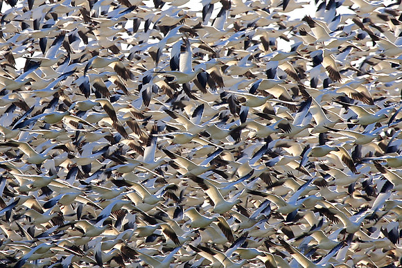 Snow Geese en masse