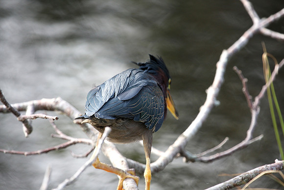 Green Heron