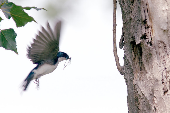 Tree Swallow feeding her family