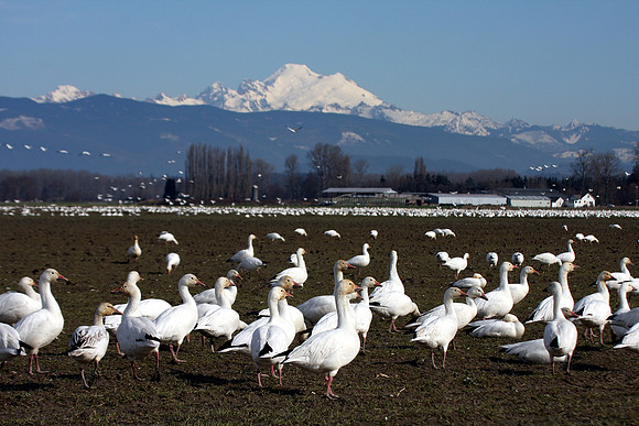 Snow Geese en masse