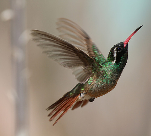 Xantus's Hummingbird