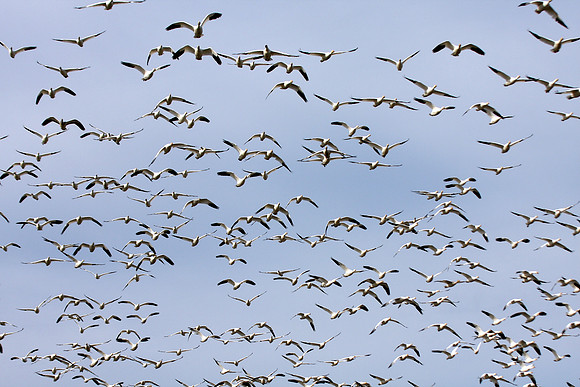 Snow Geese en masse