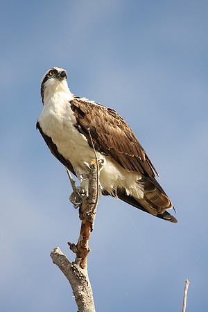 Osprey