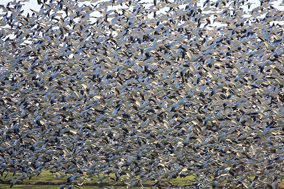 Snow Geese en masse