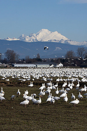 Snow Geese and Mt. Baker