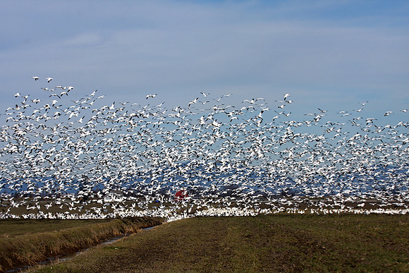 Snow Geese en masse