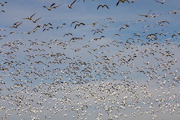 Snow Geese en masse