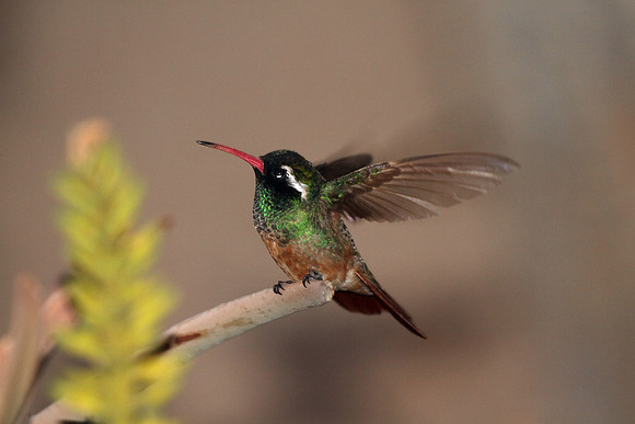 Xantus's Hummingbird