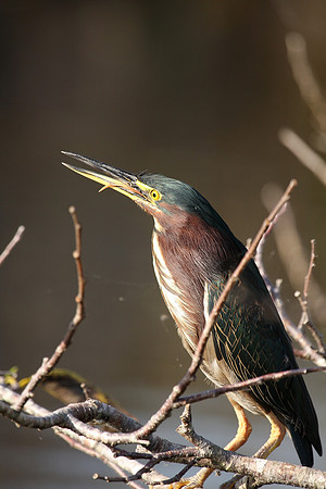 Green Heron