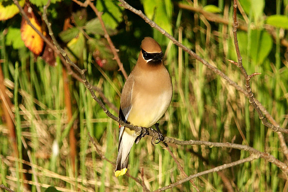 Cedar Waxwing