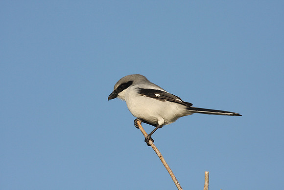 Loggerhead Shrike