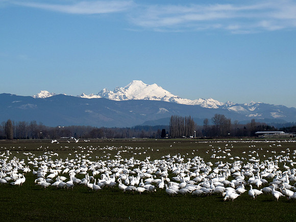 Snow Geese en masse