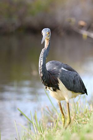 Tricolor Heron