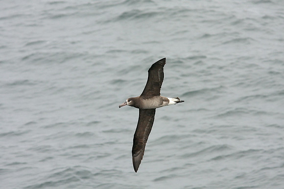 Black Footed Albatross