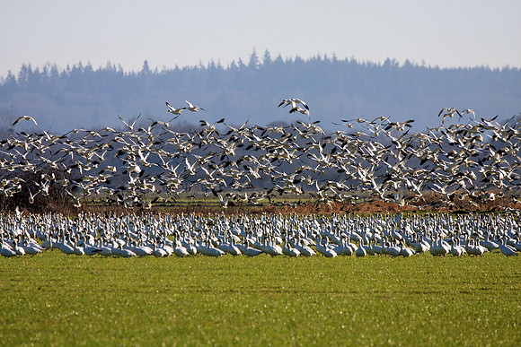 Snow Geese en masse