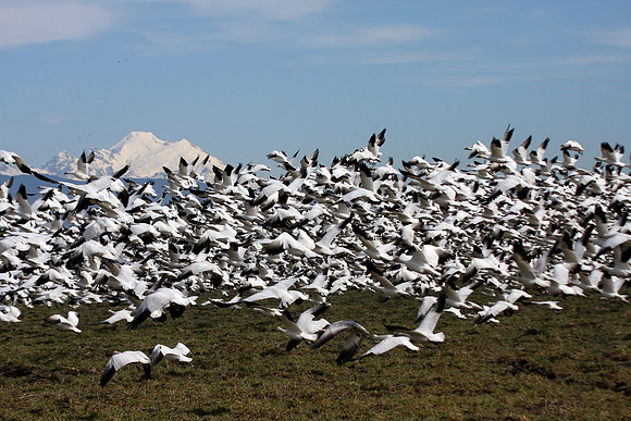 Snow Geese en masse