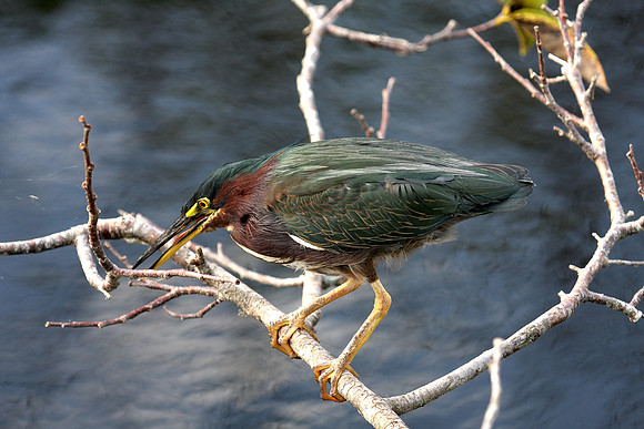 Green Heron