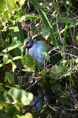 Purple Gallinule