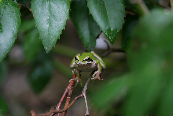 Pacific Tree Frog