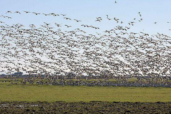 Snow Geese en masse