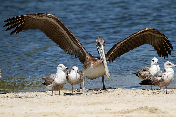 Brown Pelican