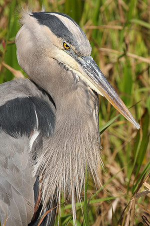 GBH