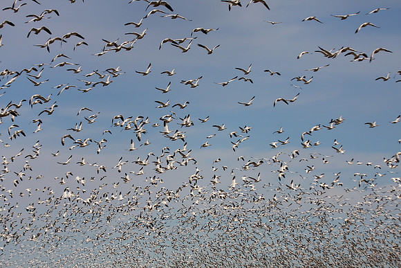 Snow Geese en masse