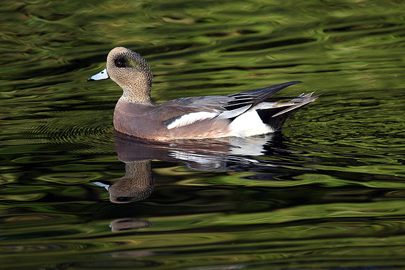 American Wigeon