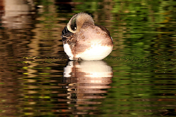 American Wigeon