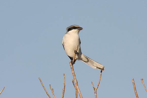 Loggerhead Shrike
