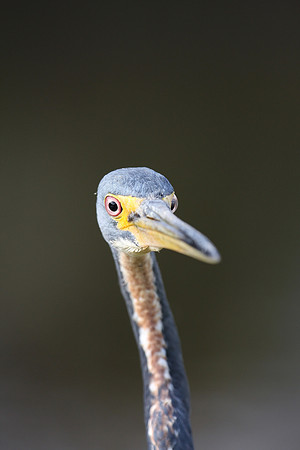 Tricolor Heron