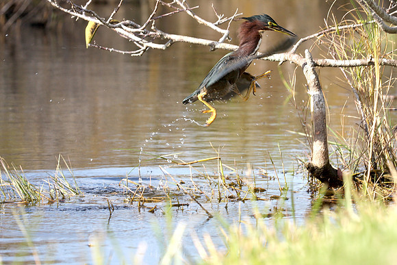 Green Heron