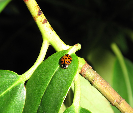 Ladybug