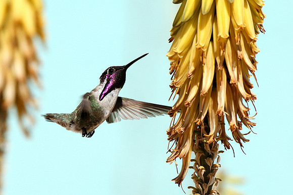 Costa's Hummingbird