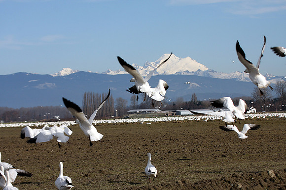 Snow Geese en masse