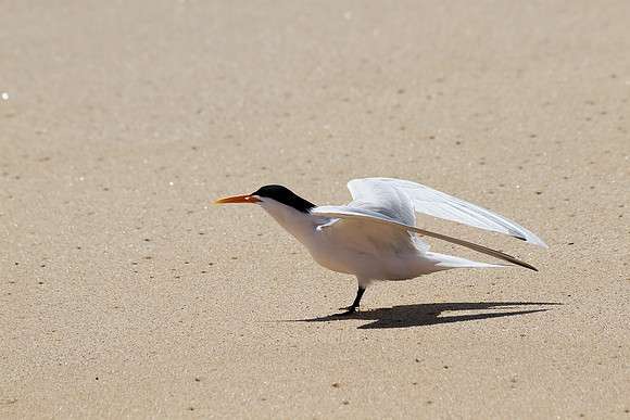 Elegant Tern