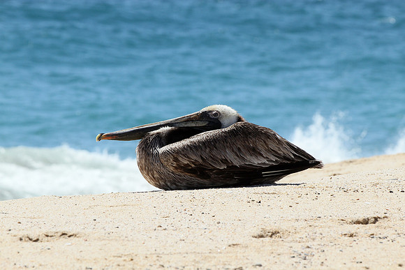 Brown Pelican