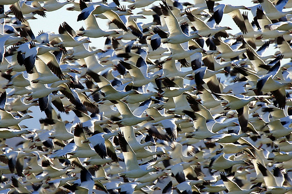Snow Geese en masse