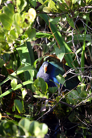 Purple Gallinule