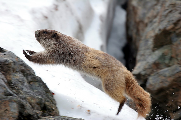 Olympic Marmot